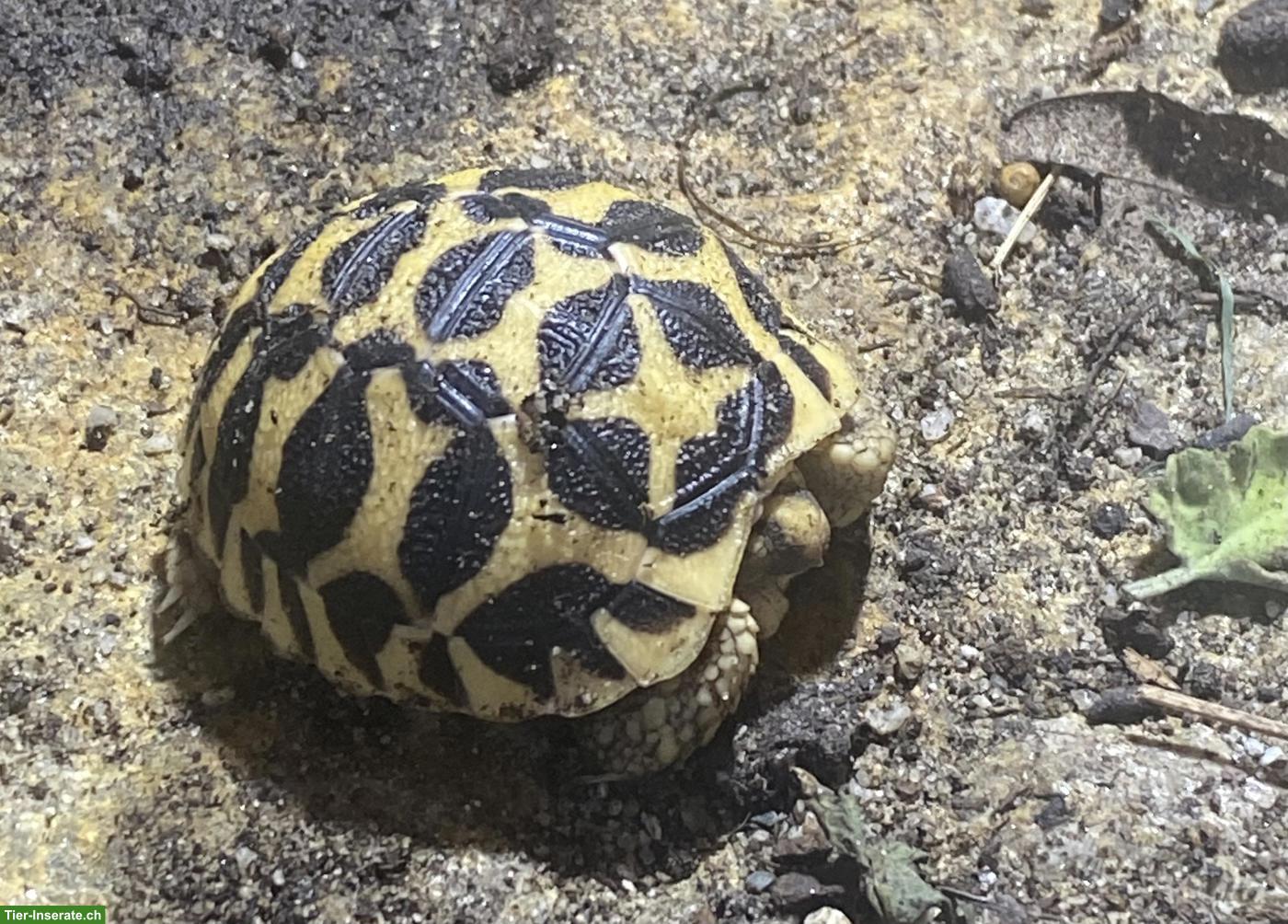Bild 2: Indische Sternschildkröte (Geochelone elegans)