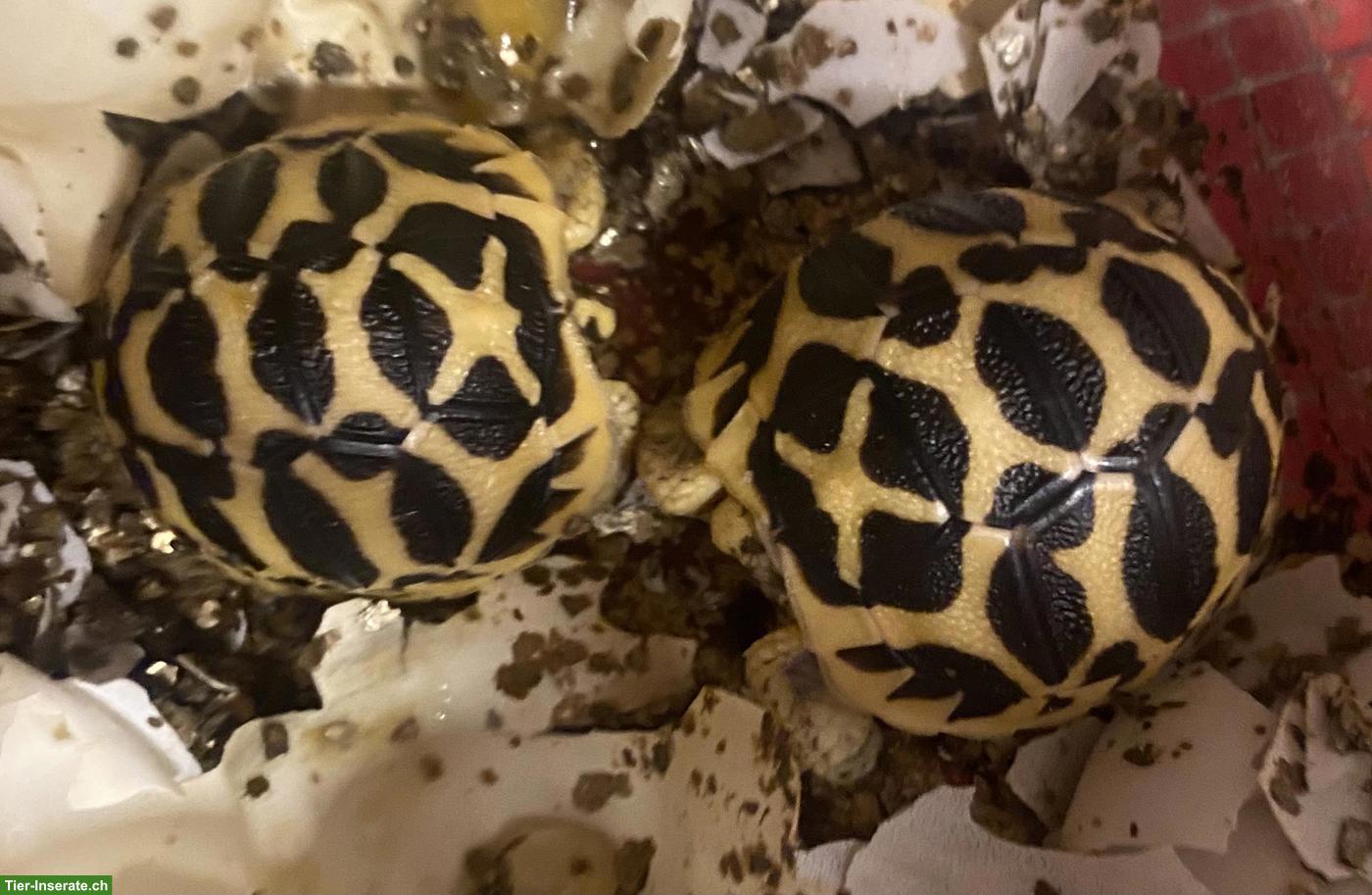 Bild 3: Indische Sternschildkröte (Geochelone elegans)
