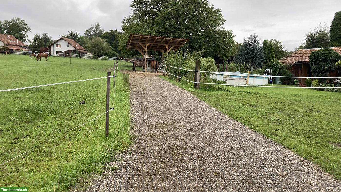 Bild 4: Pensionsplatz frei in Offenstall mit Gruppenhaltung, Koppigen BE