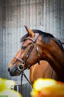 Warmblut Wallach, Herzenspferd sucht neuen Lebensplatz