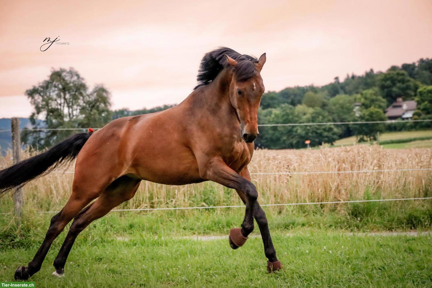 Bild 2: Warmblut Wallach, Herzenspferd sucht neuen Lebensplatz
