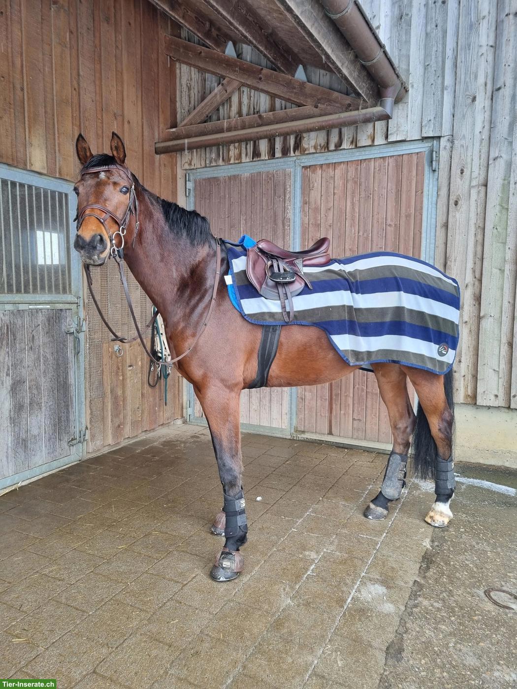 Bild 4: Warmblut Wallach, Herzenspferd sucht neuen Lebensplatz