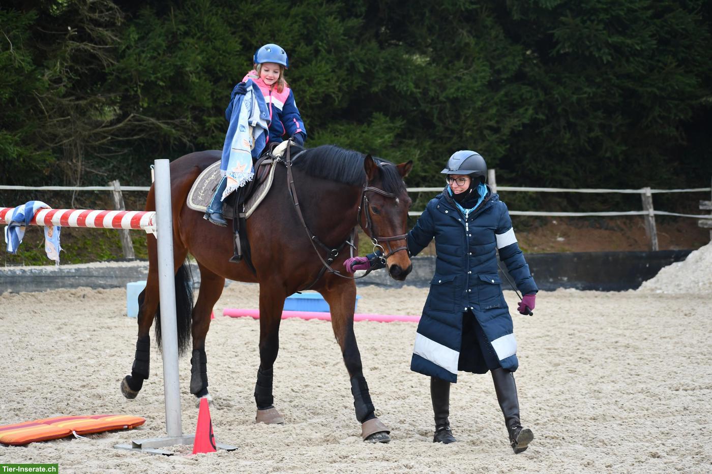Bild 5: Warmblut Wallach, Herzenspferd sucht neuen Lebensplatz