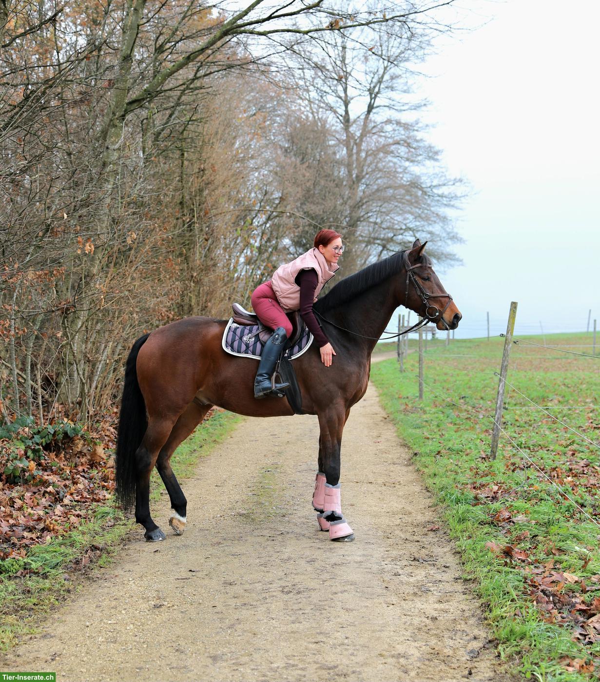 Bild 6: Warmblut Wallach, Herzenspferd sucht neuen Lebensplatz