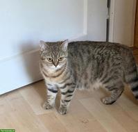 1-jährige Britisch Kurzhaar Katze sucht Lebensplatz