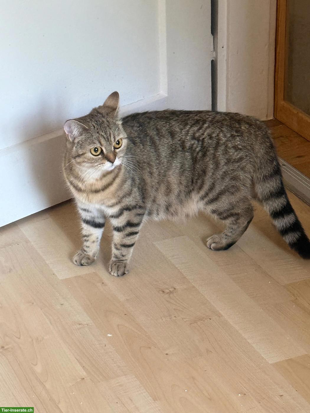 Bild 2: 1-jährige Britisch Kurzhaar Katze sucht Lebensplatz