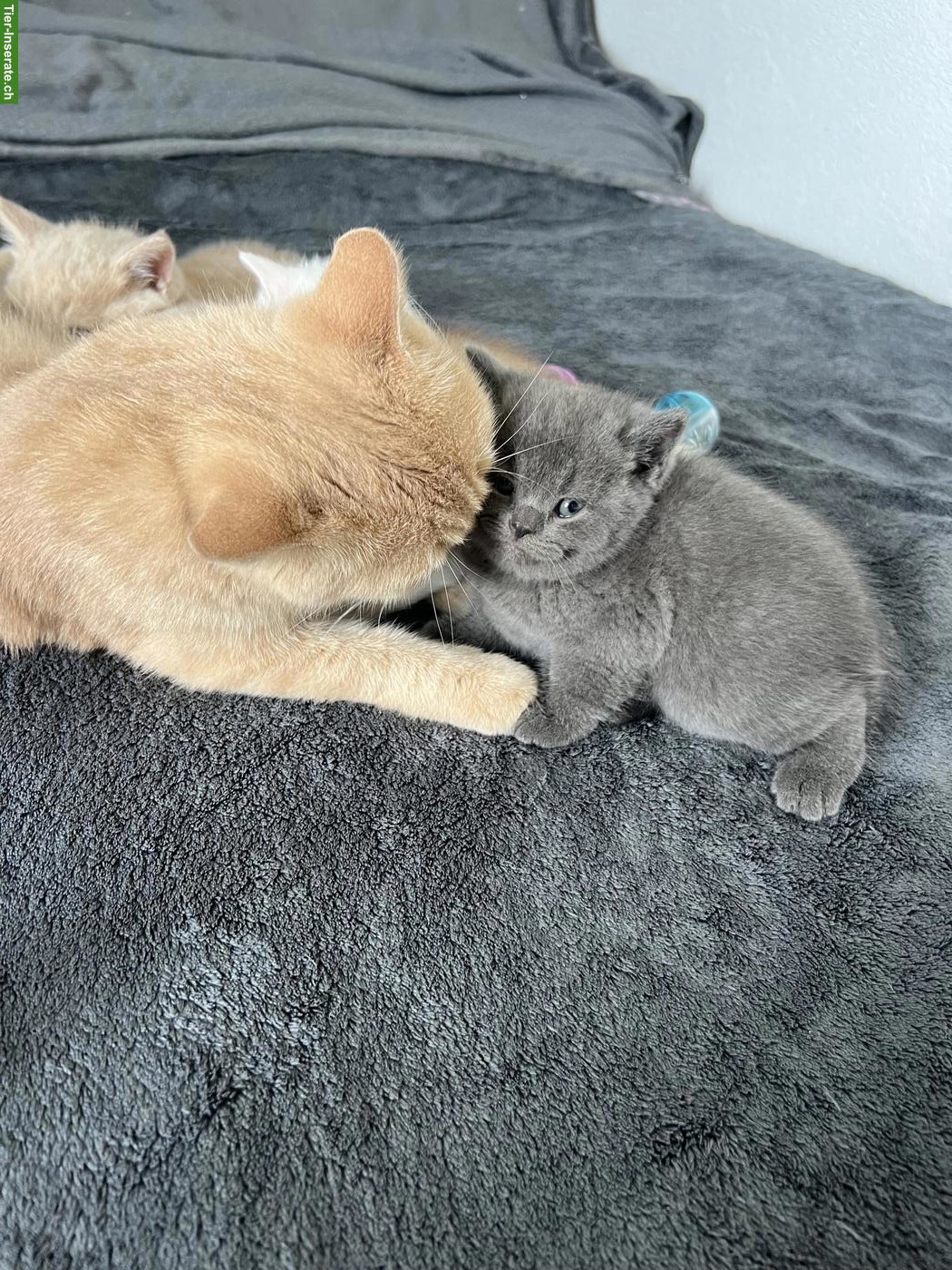 BKH Kitten, männlich, rasserein ohne Stammbaum