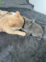 BKH Kitten, männlich, rasserein ohne Stammbaum