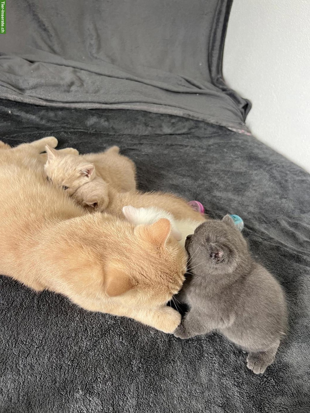 Bild 2: BKH Kitten, männlich, rasserein ohne Stammbaum