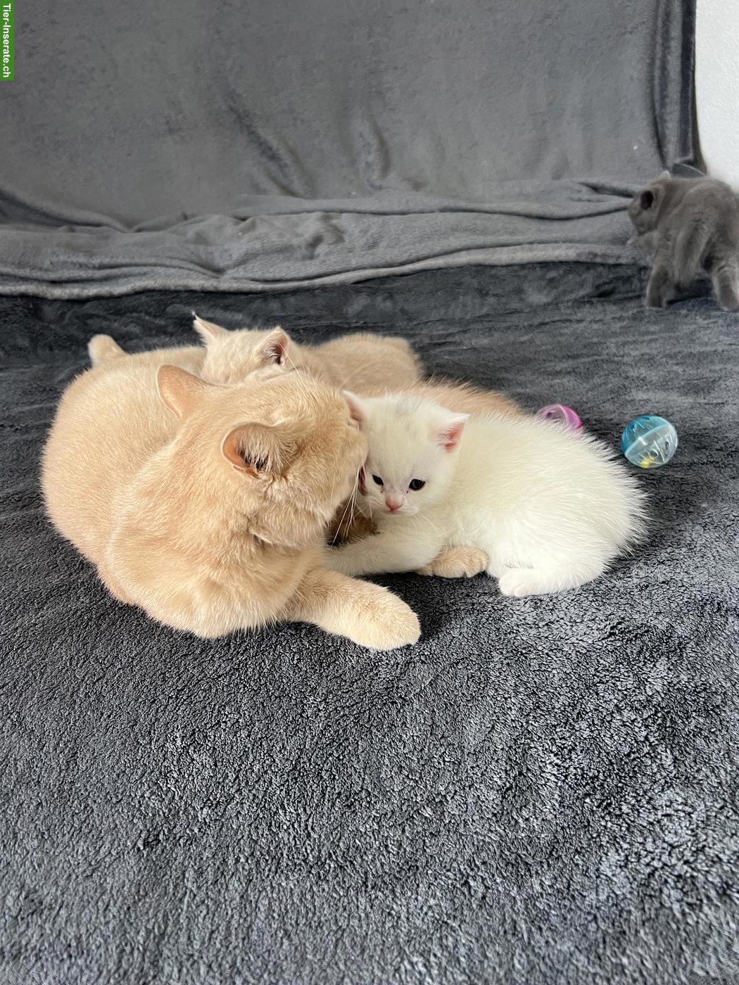 Bild 3: BKH Kitten, männlich, rasserein ohne Stammbaum