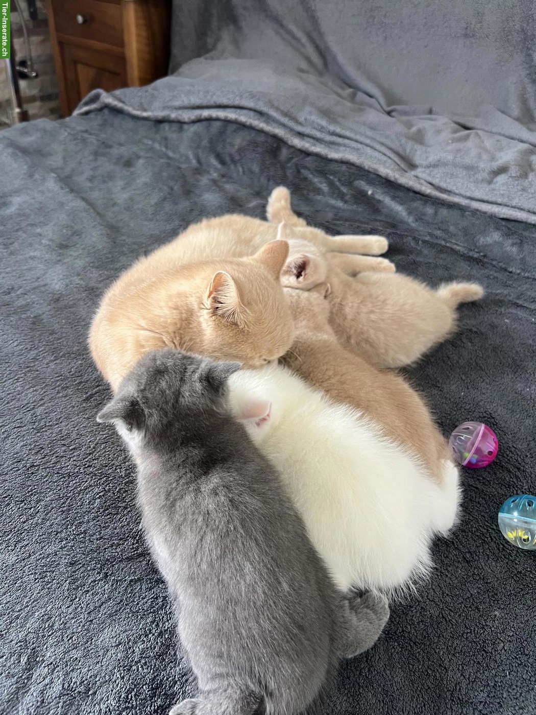 Bild 4: BKH Kitten, männlich, rasserein ohne Stammbaum