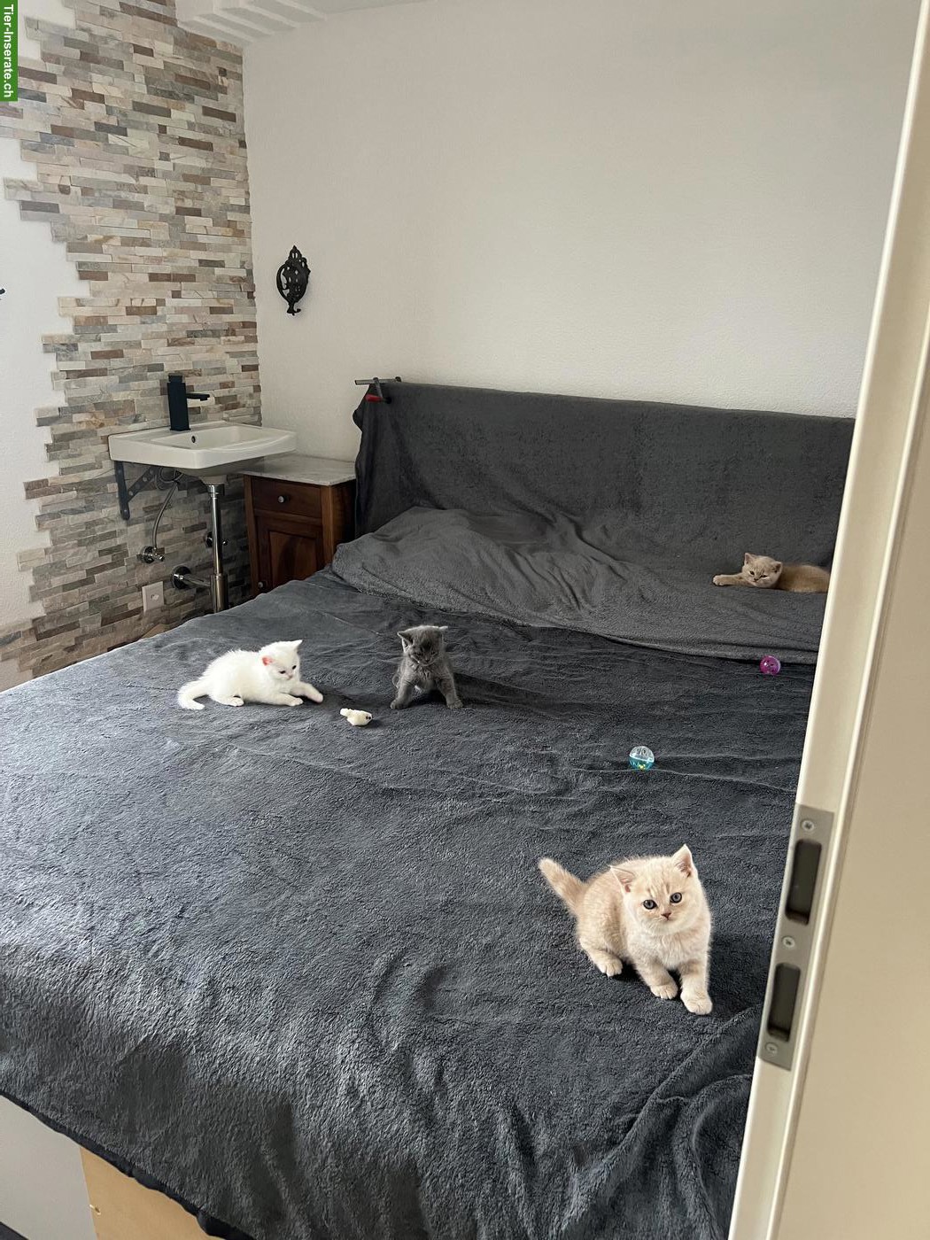 Bild 5: BKH Kitten, männlich, rasserein ohne Stammbaum