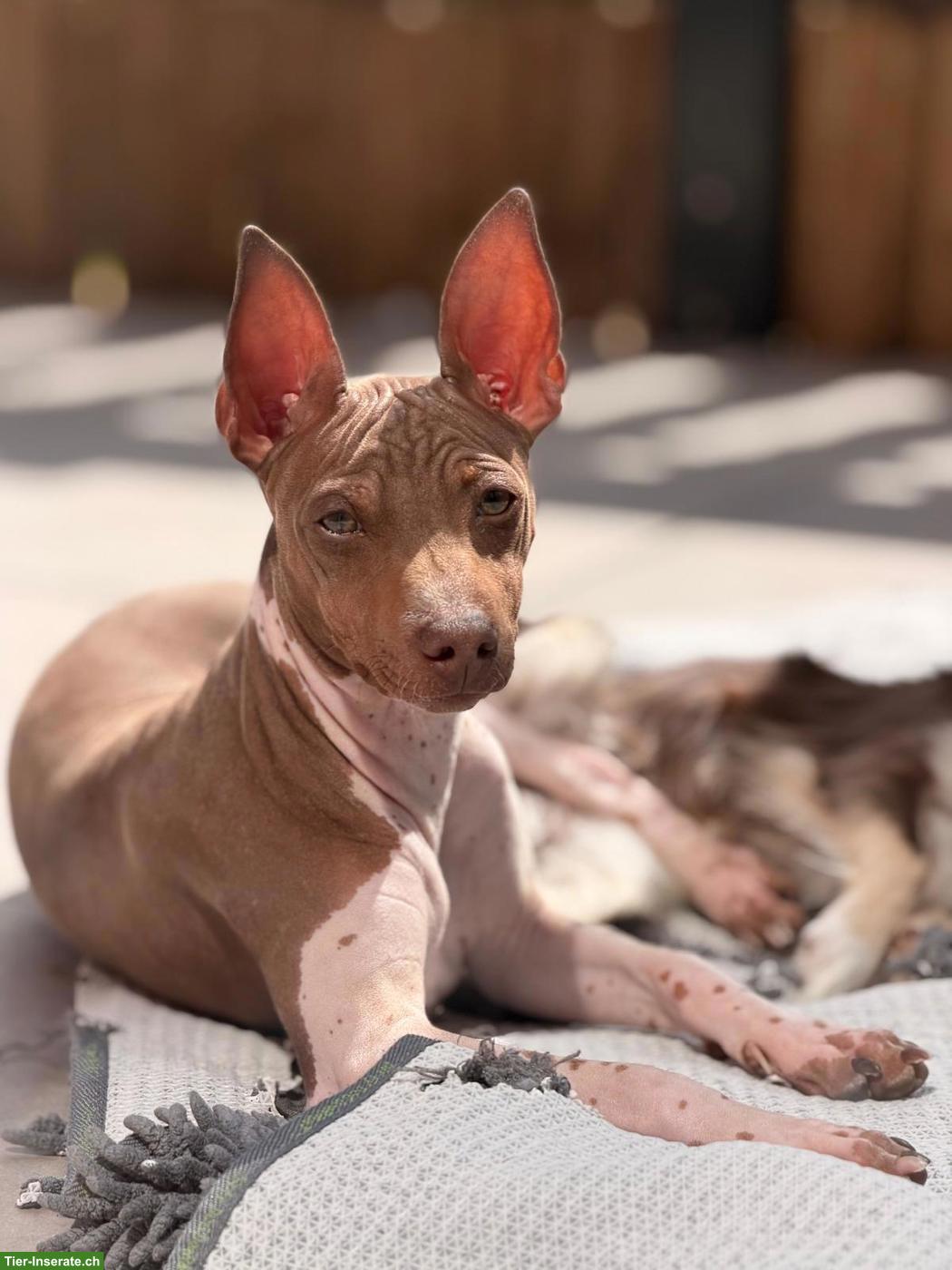 American Hairless Terrier Rüde sucht Zuhause