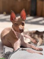 American Hairless Terrier Rüde sucht Zuhause