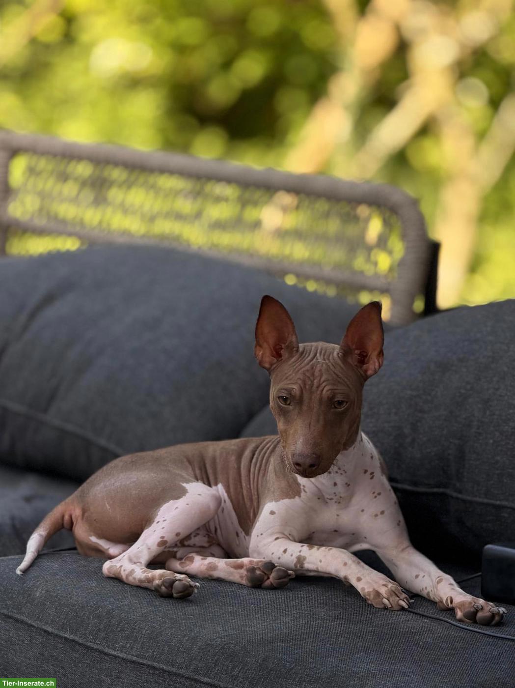 Bild 2: American Hairless Terrier Rüde sucht Zuhause