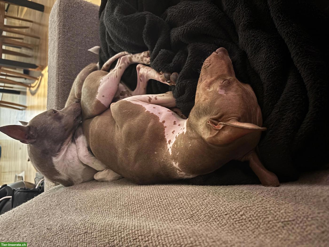 Bild 3: American Hairless Terrier Rüde sucht Zuhause