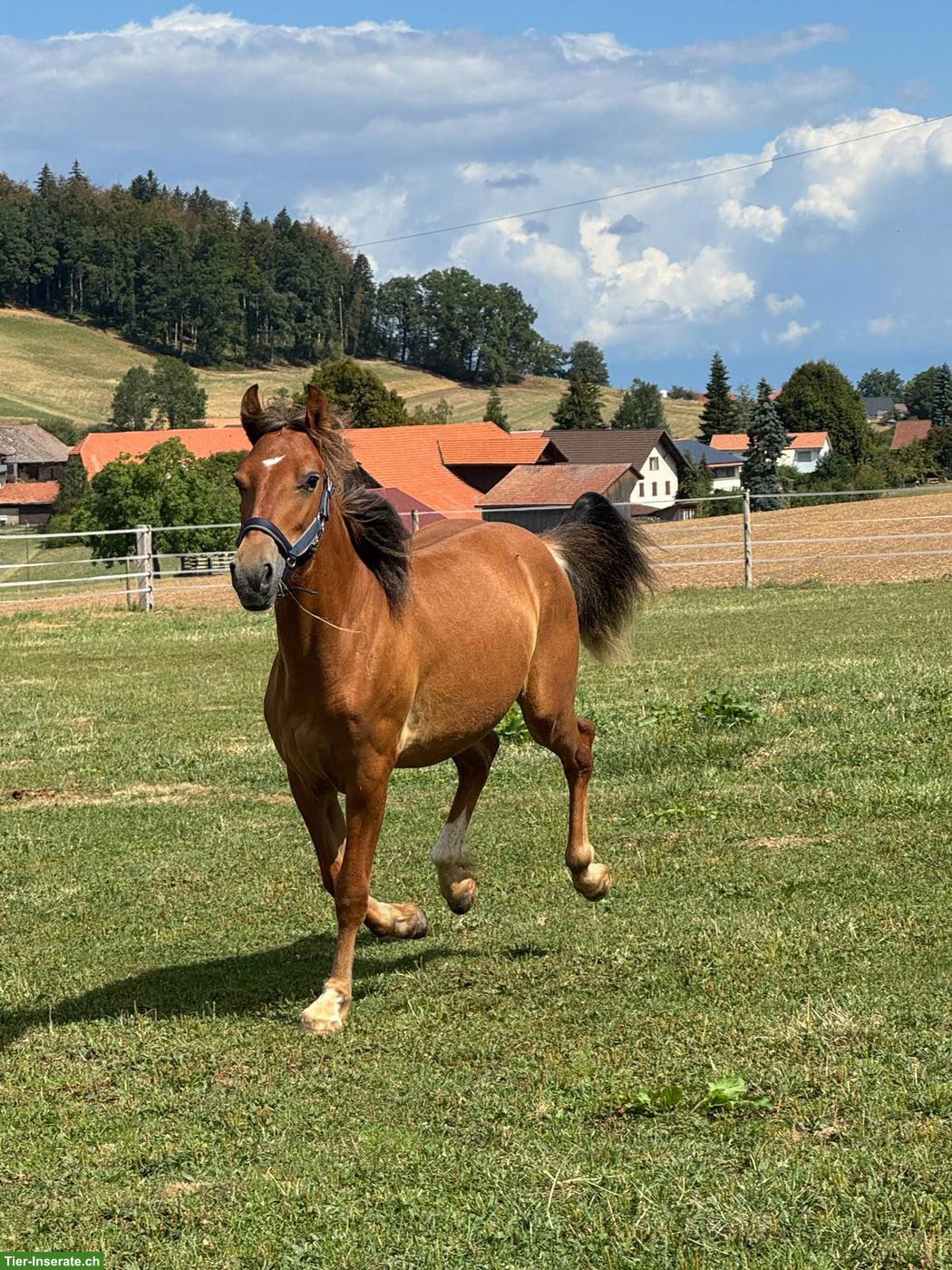 Urfreiberger Harley sucht sein Für-immer-Zuhause