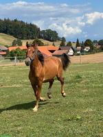 Urfreiberger Harley sucht sein Für-immer-Zuhause