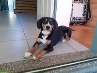 Junger Entlebucher Sennenhund Rüde