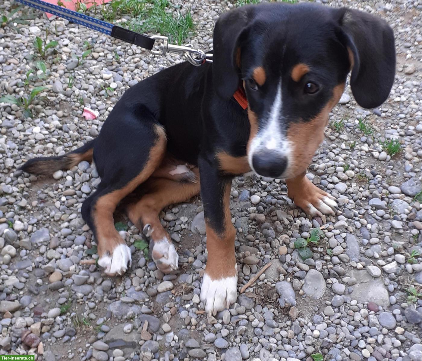 Bild 2: Junger Entlebucher Sennenhund Rüde