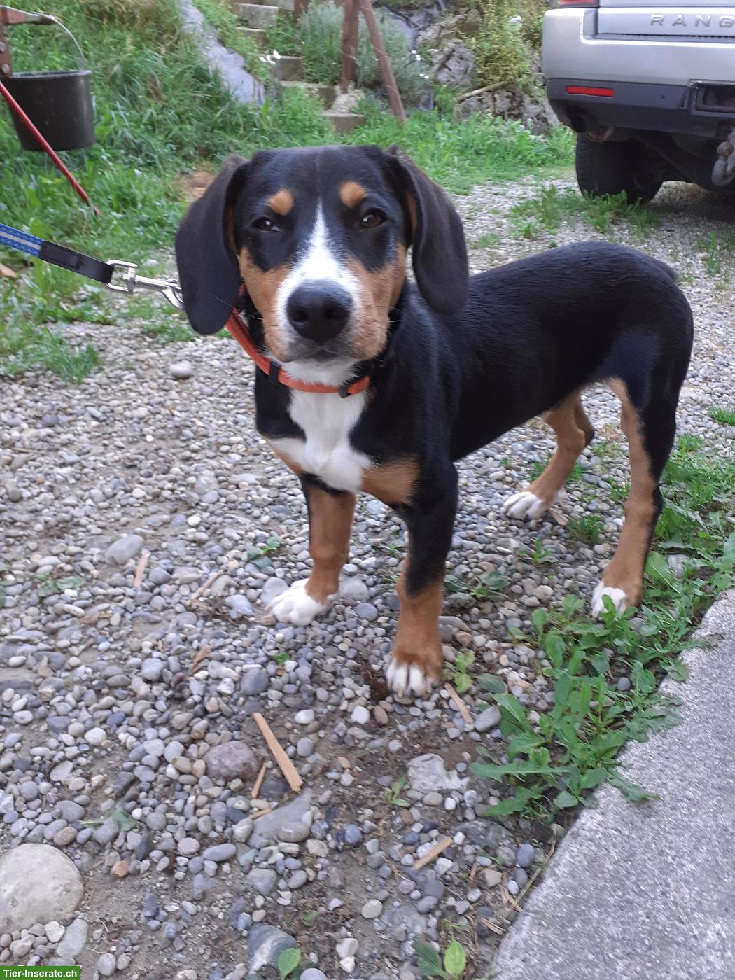 Bild 3: Junger Entlebucher Sennenhund Rüde