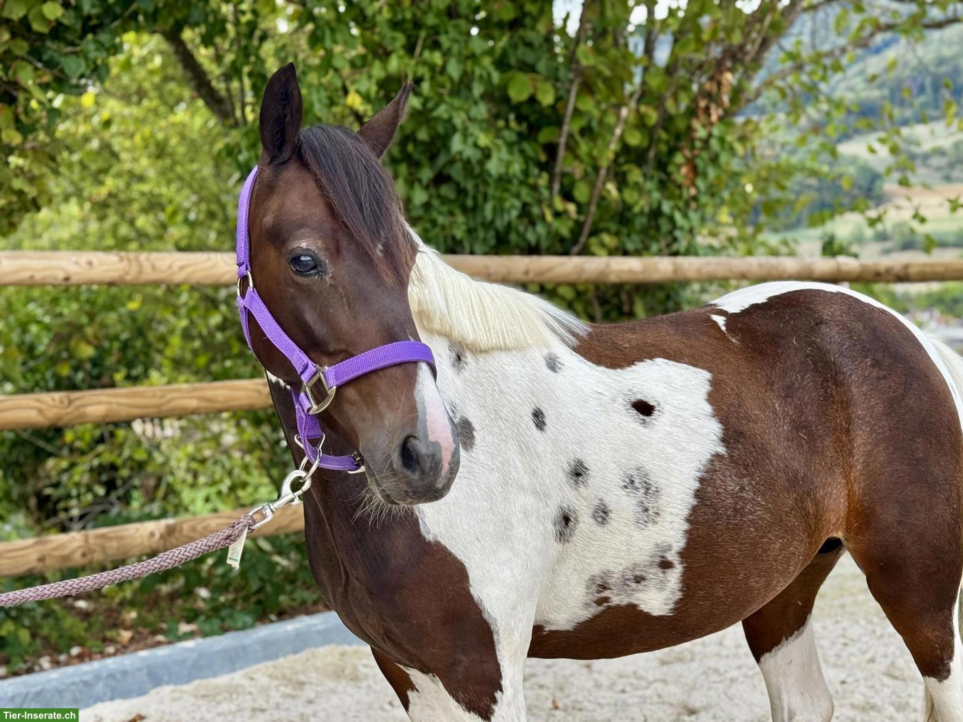 Bildhübscher Pony Wallach, 6-jährig