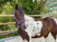 Bildhübscher Pony Wallach, 6-jährig