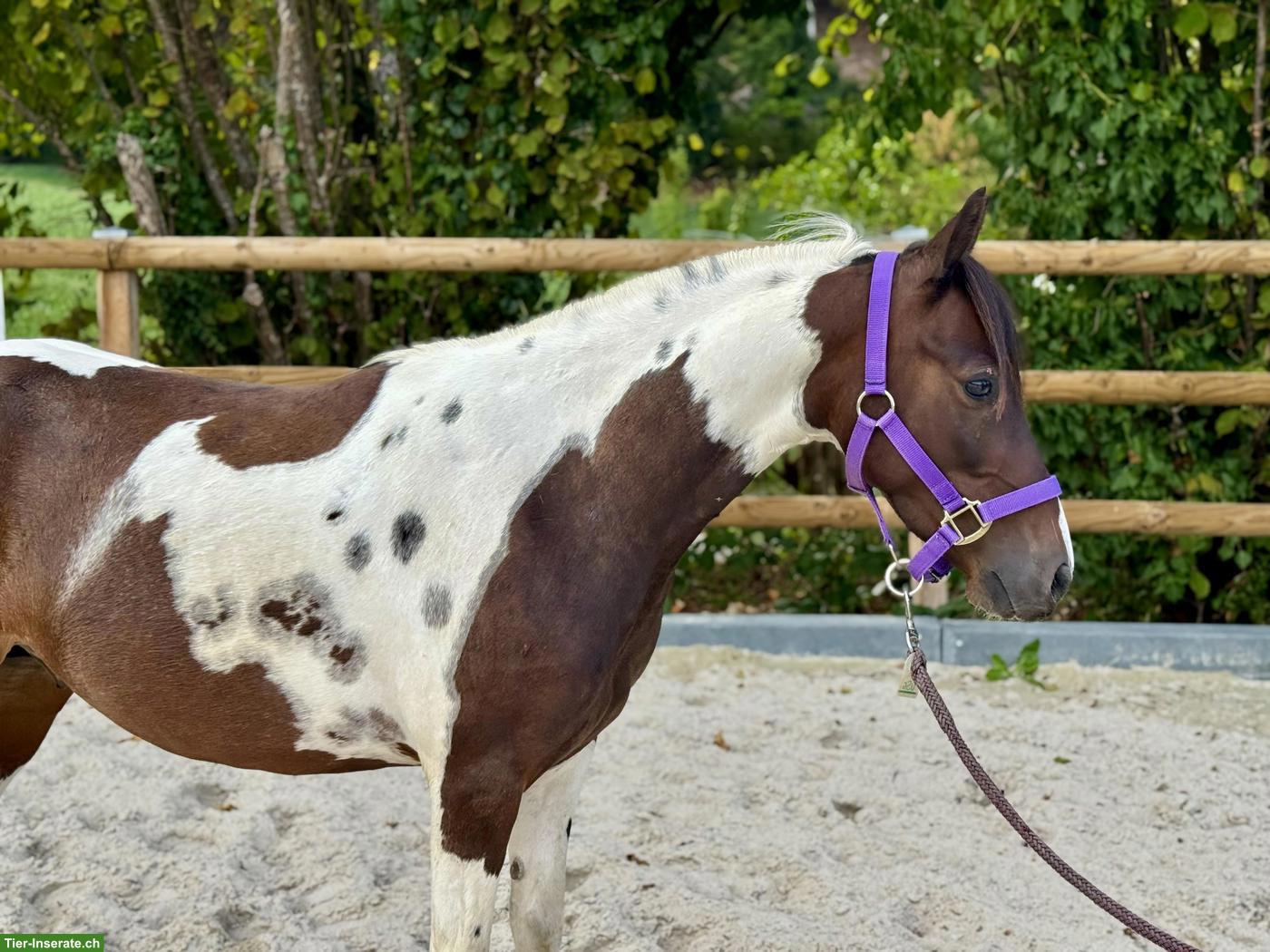 Bild 2: Bildhübscher Pony Wallach, 6-jährig