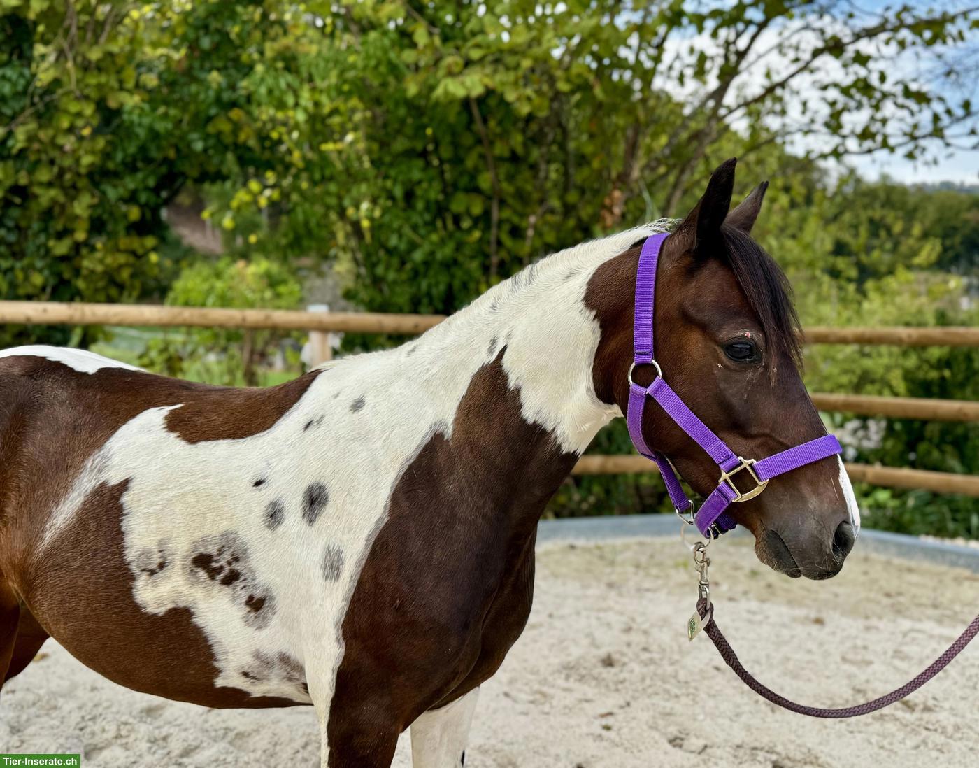 Bild 3: Bildhübscher Pony Wallach, 6-jährig