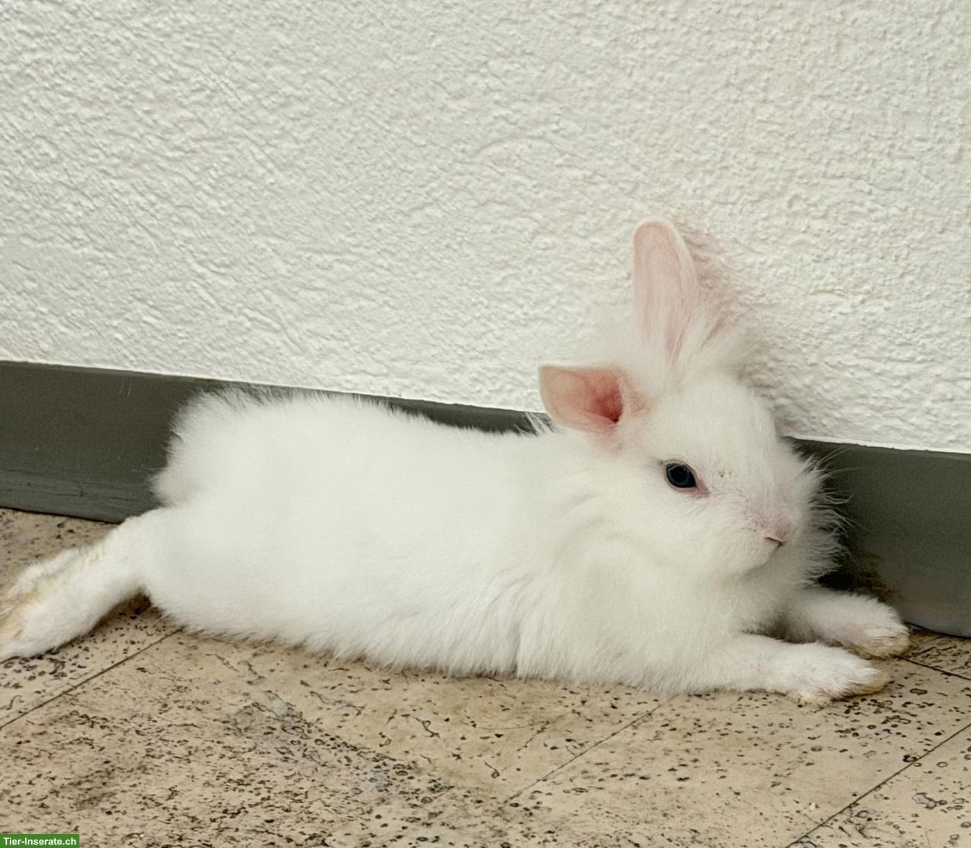 2 Löwenkopf Zwergkaninchen suchen dringend neues Zuhause