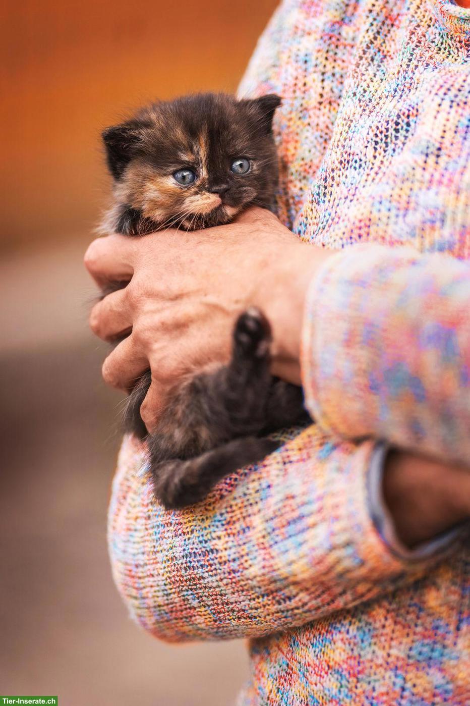 Reinrassige BKH Kitten mit Stammbaum vom Züchter