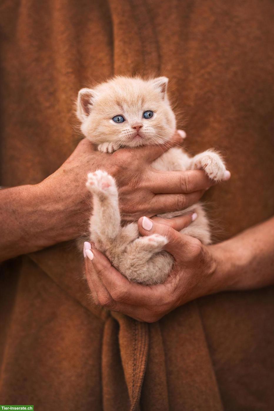 Bild 2: Reinrassige BKH Kitten mit Stammbaum vom Züchter