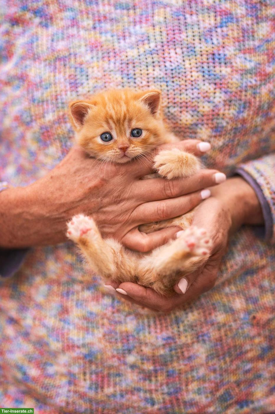 Bild 3: Reinrassige BKH Kitten mit Stammbaum vom Züchter
