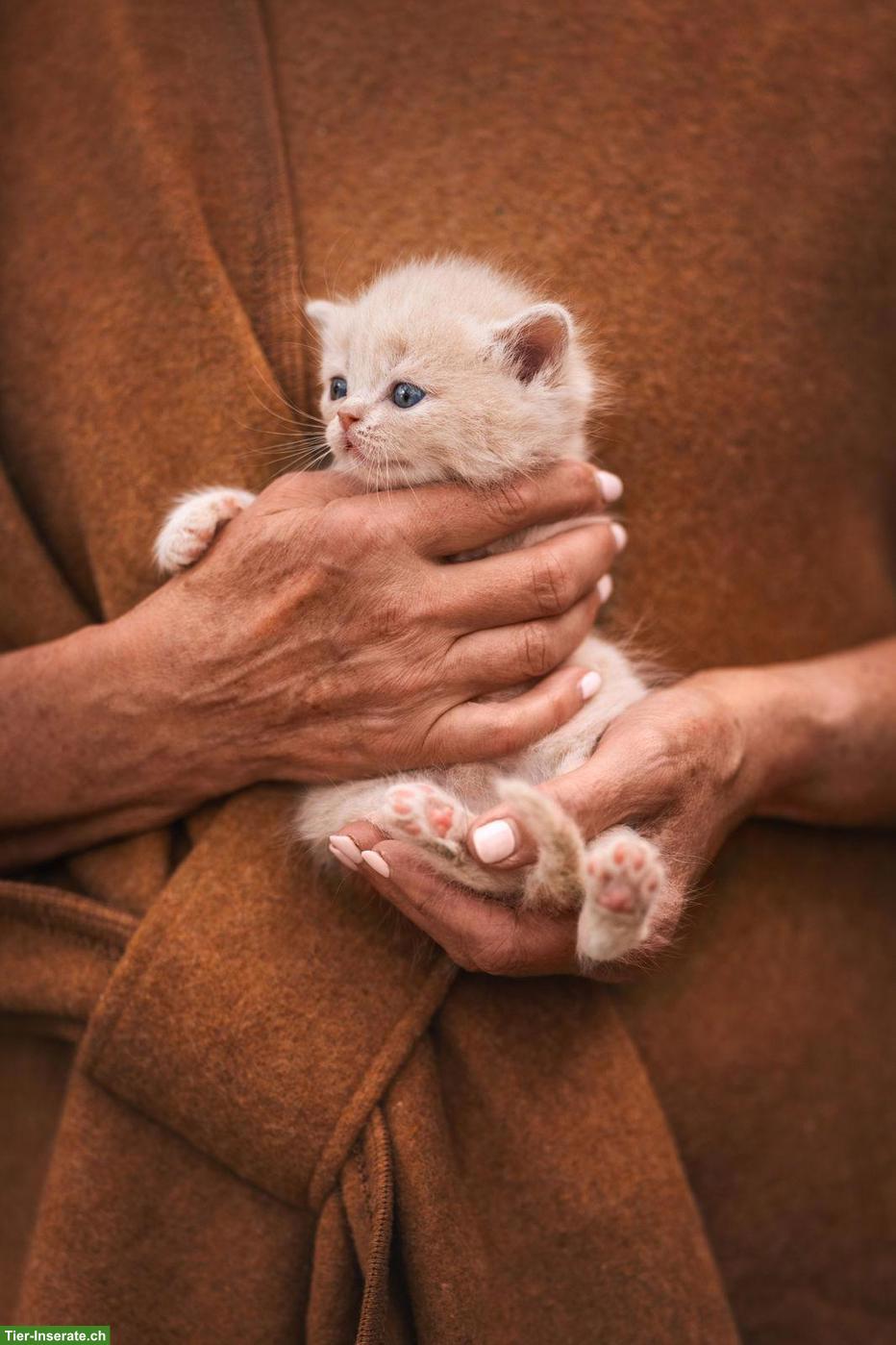 Bild 4: Reinrassige BKH Kitten mit Stammbaum vom Züchter