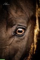 Wunderschöne Pleasure gezogene Quarter Horse Stute