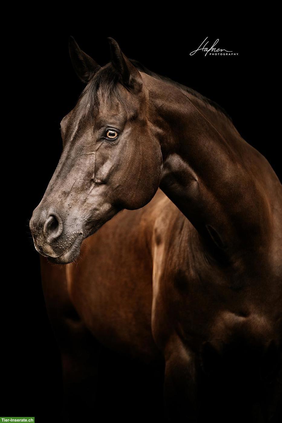 Bild 2: Wunderschöne Pleasure gezogene Quarter Horse Stute