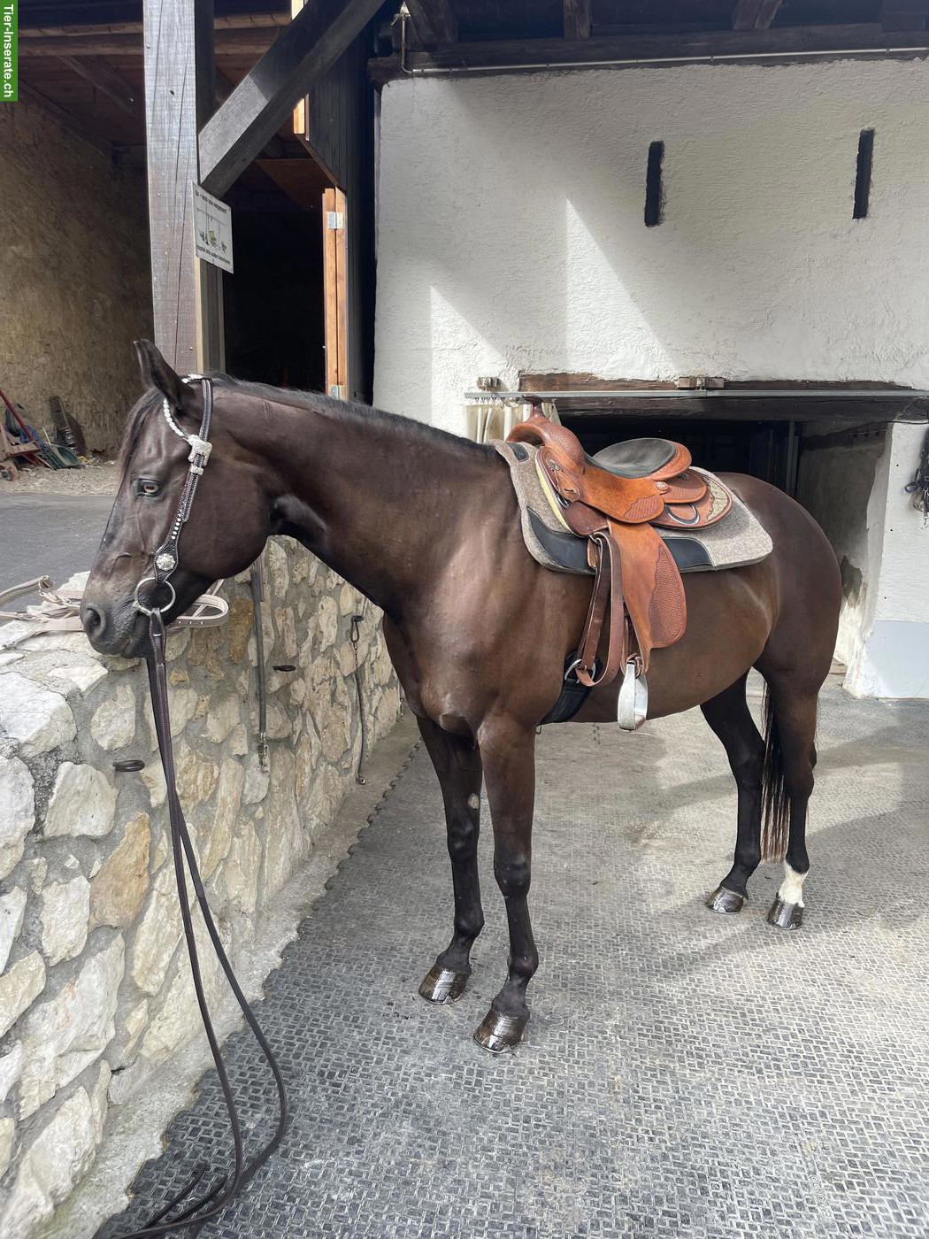 Bild 3: Wunderschöne Pleasure gezogene Quarter Horse Stute