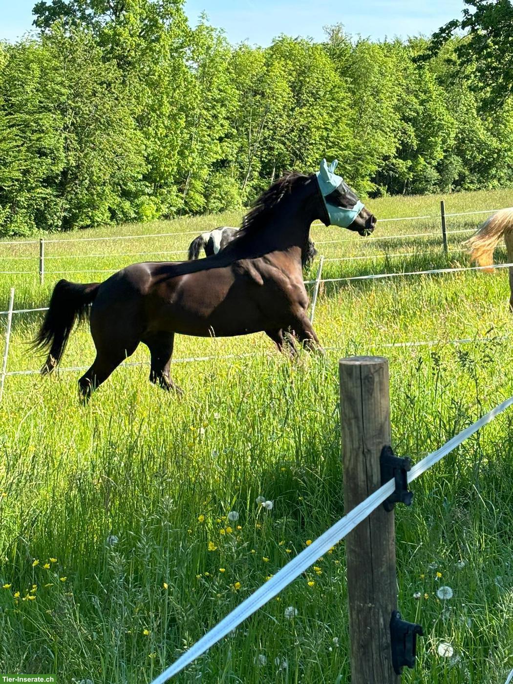 Bild 4: Wunderschöne Pleasure gezogene Quarter Horse Stute