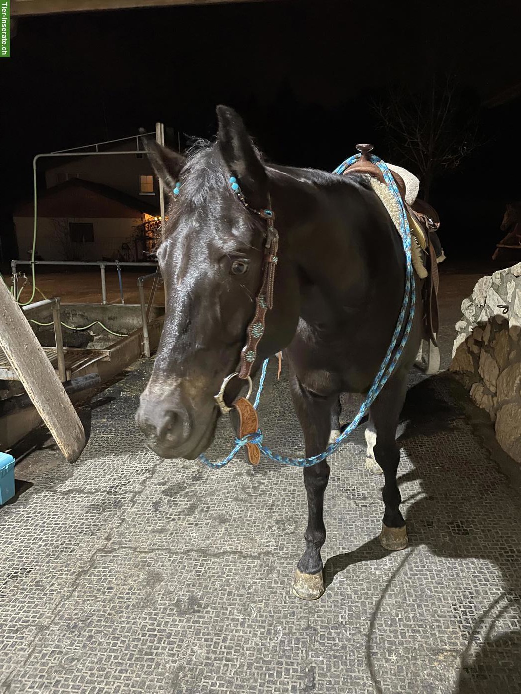 Bild 5: Wunderschöne Pleasure gezogene Quarter Horse Stute