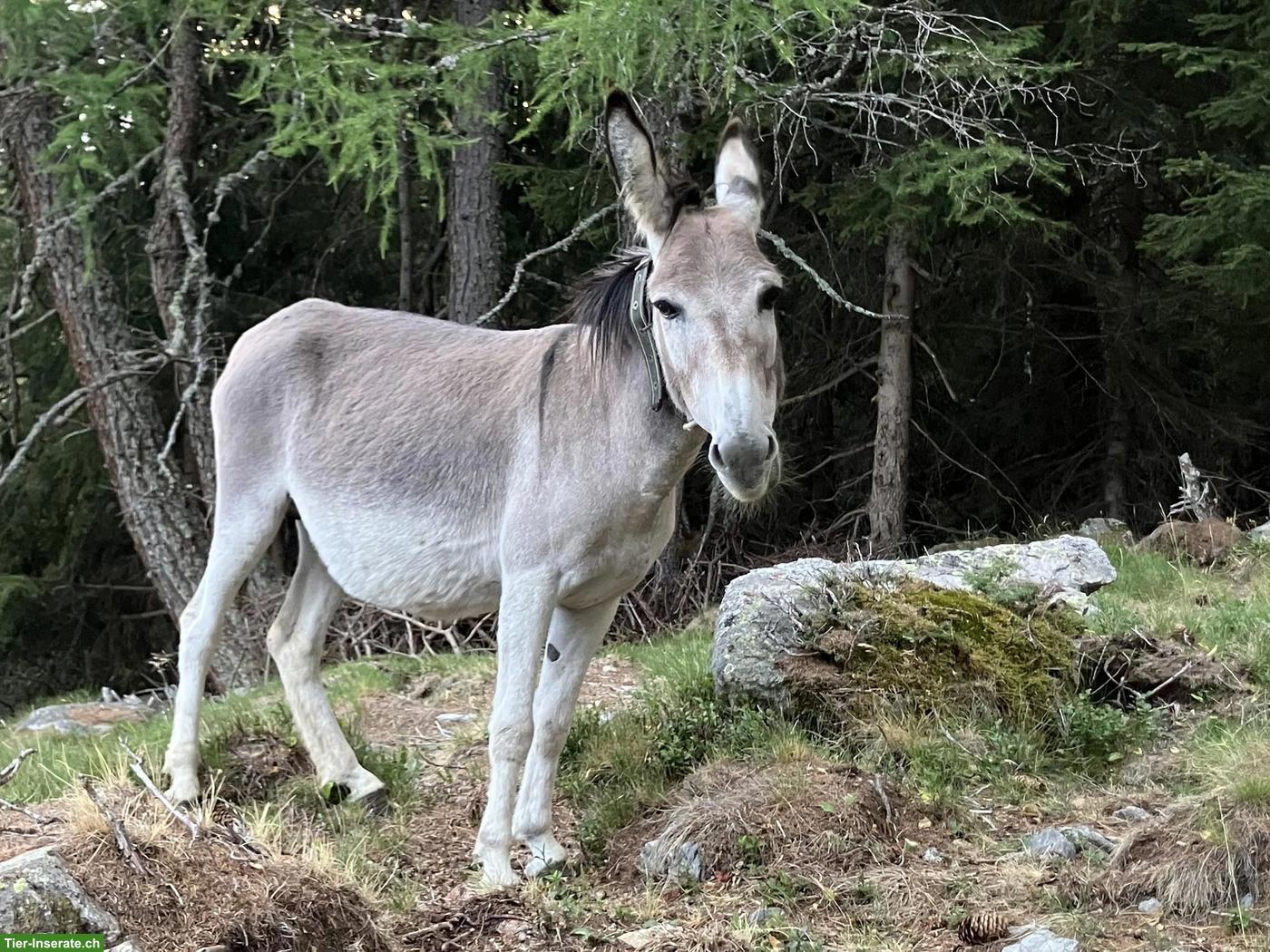 Bild 3: 2 schöne Esel Stuten zu verkaufen