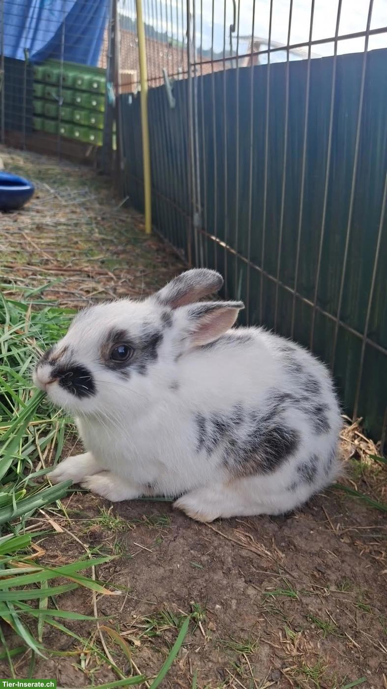 Kleine Kaninchen abzugeben