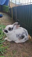 Kleine Kaninchen abzugeben
