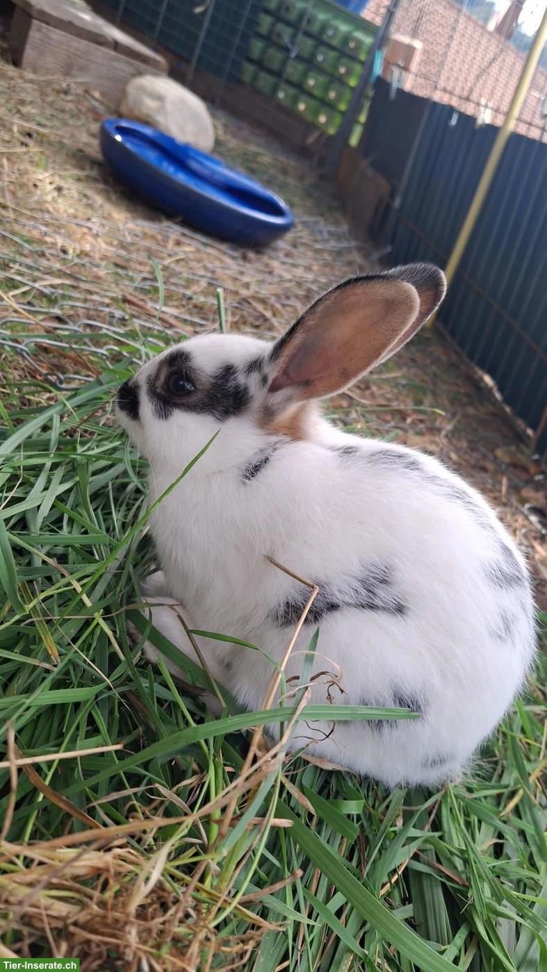 Bild 2: Kleine Kaninchen abzugeben