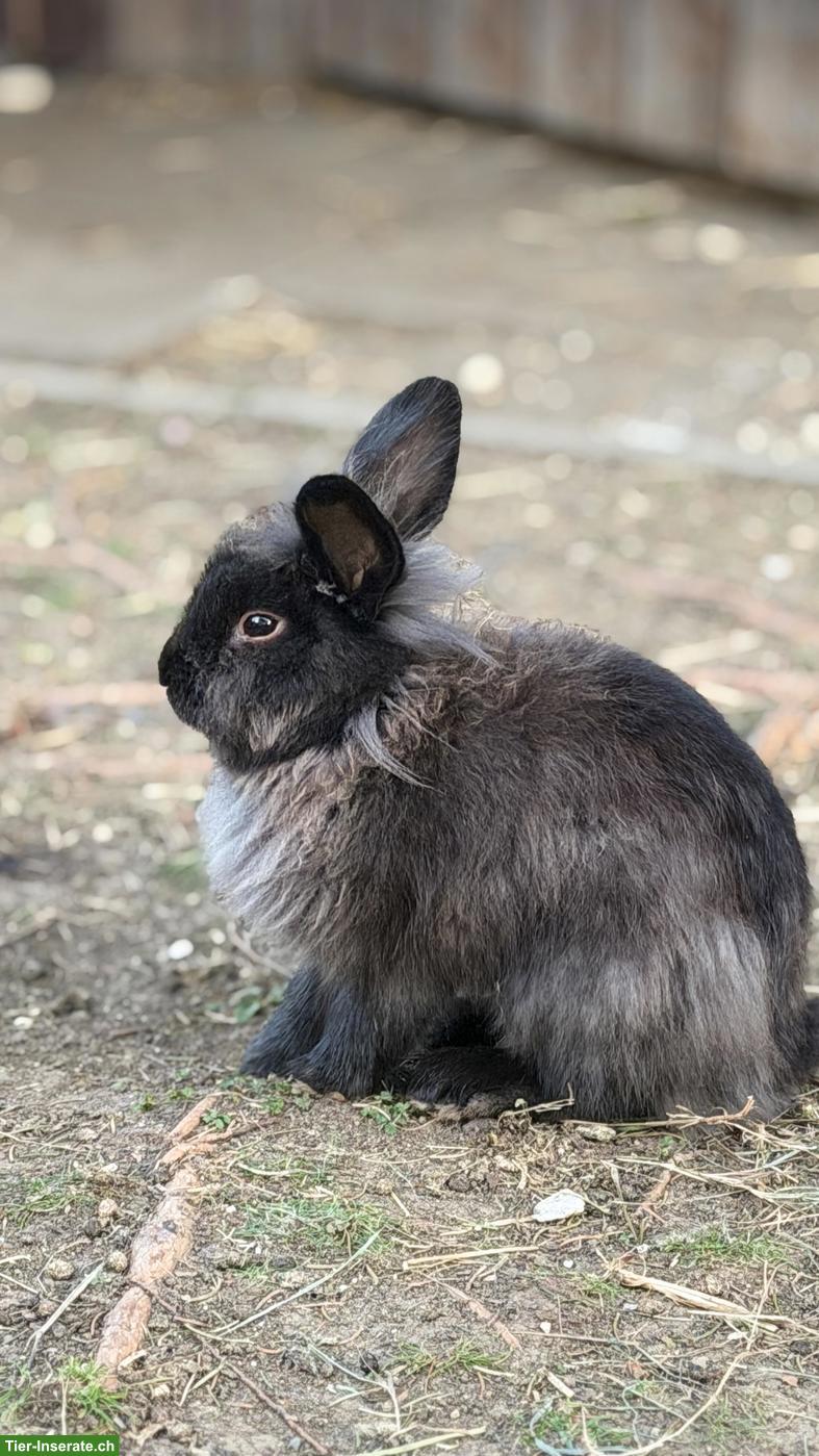 Löwenkopf Zwergkaninchen Männchen