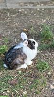 Junges Zwergkaninchen Weibchen