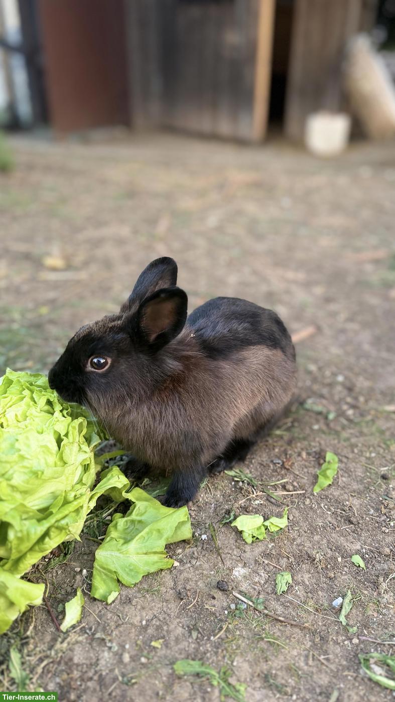 Bild 3: Junges Zwergkaninchen Weibchen