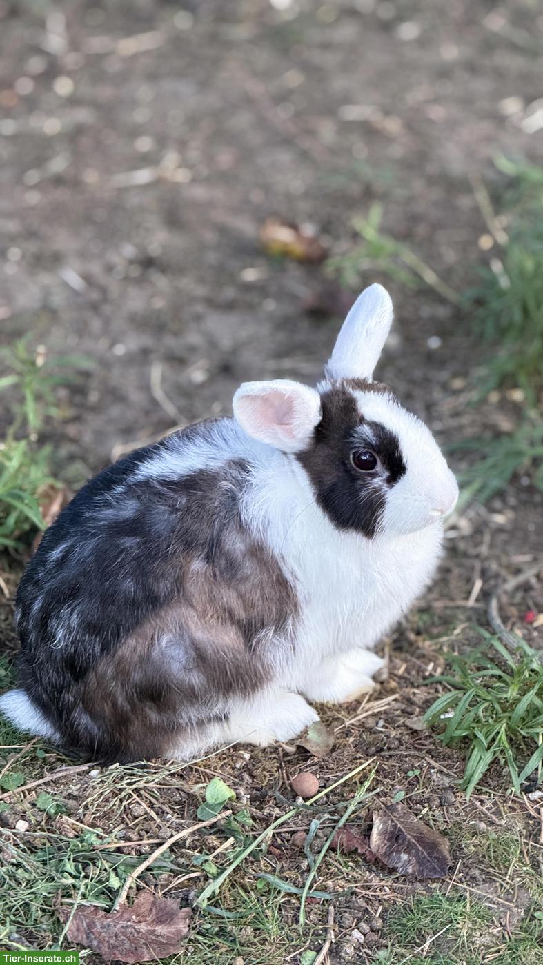Bild 5: Junges Zwergkaninchen Weibchen