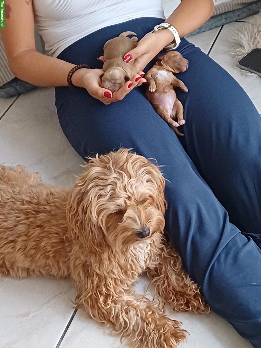 Maltipoo Welpen suchen tolle Familie