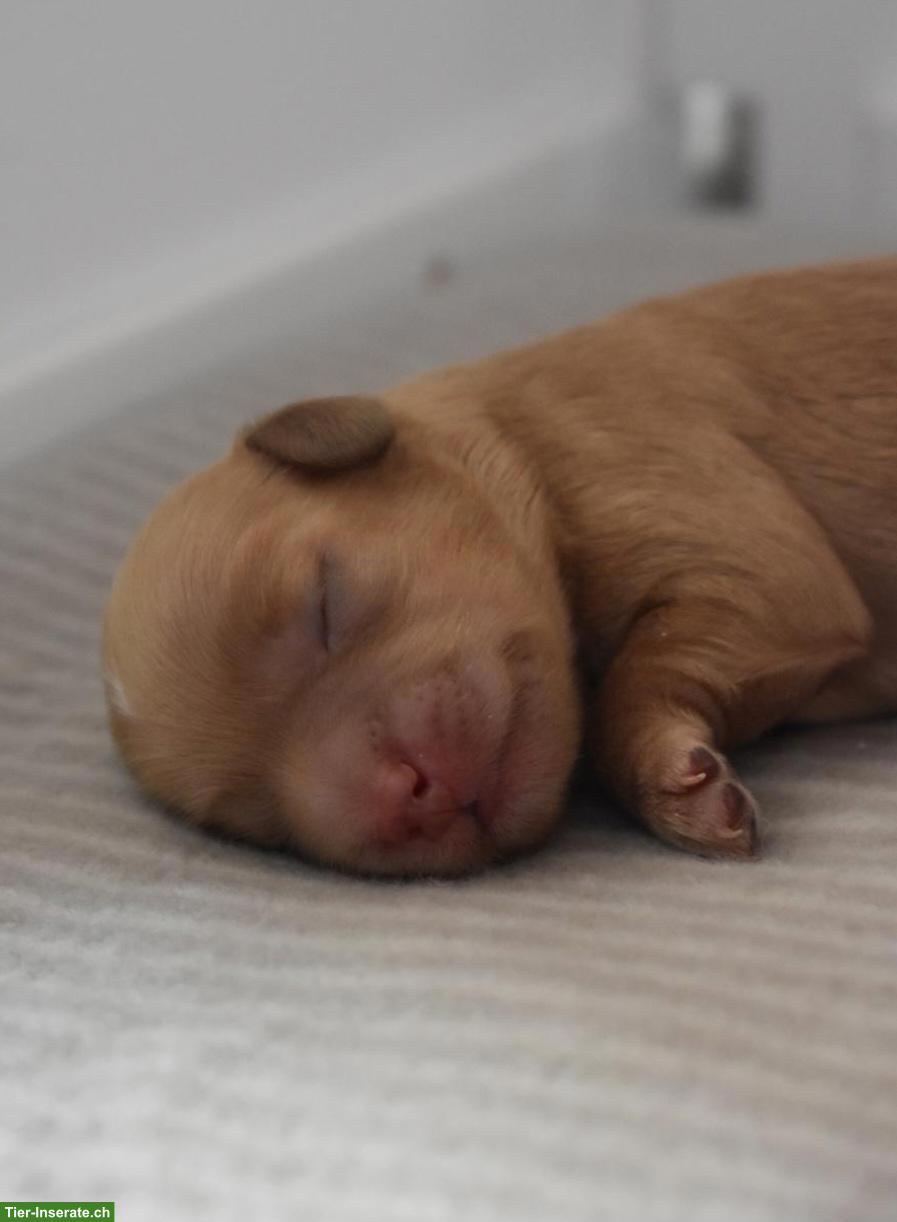 Bild 2: Maltipoo Welpen suchen tolle Familie