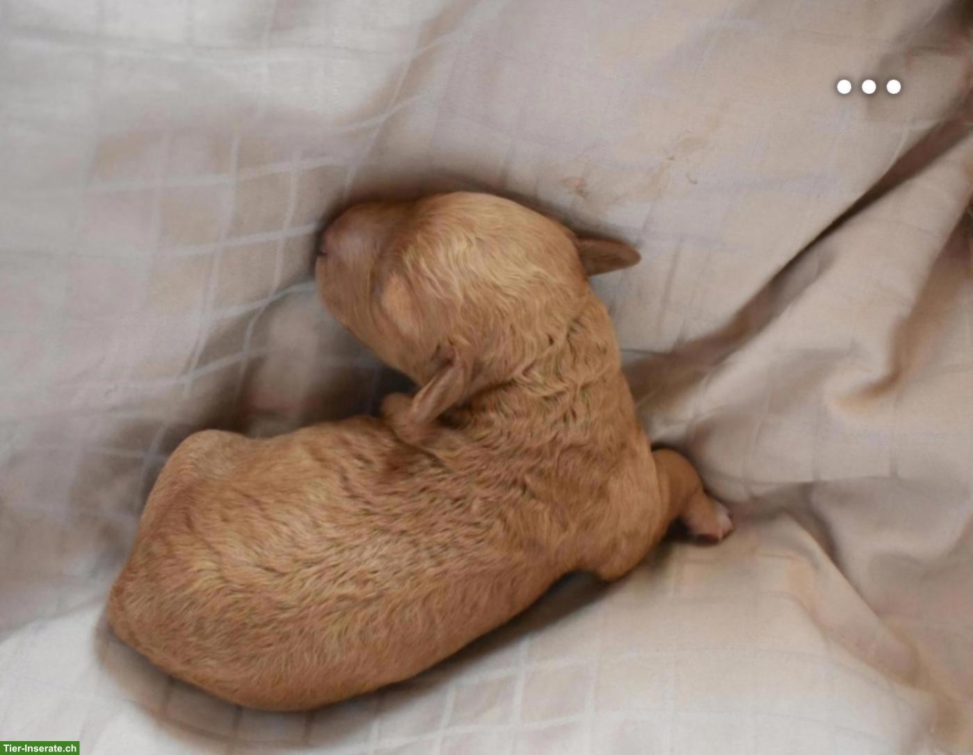Bild 3: Maltipoo Welpen suchen tolle Familie